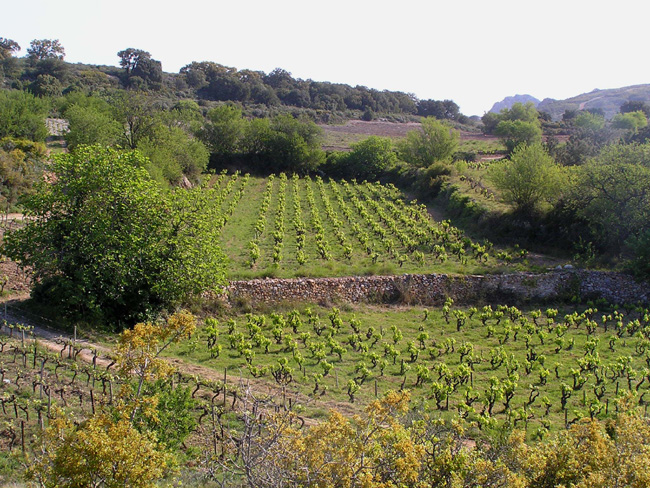 Carignan