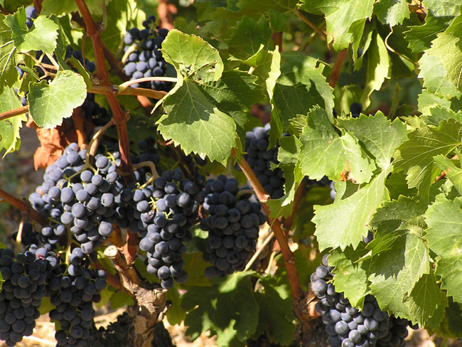 Grenache